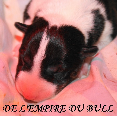 de l'Empire du Bull - LES BÉBÉS SONT LA !!!!