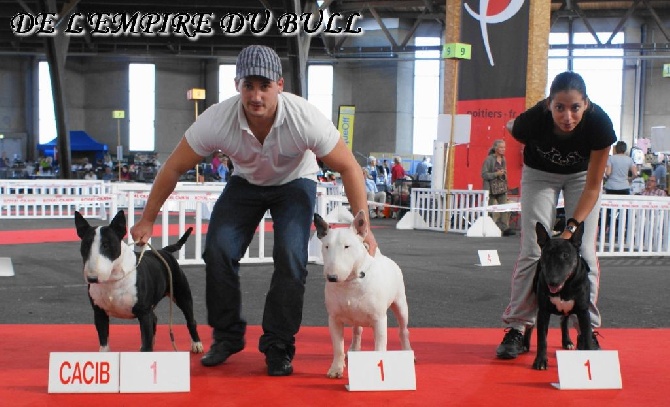 de l'Empire du Bull - CARTON PLEINS A L EXPO INTERNATIONAL DE POITIERS 