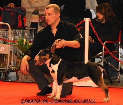 de l'Empire du Bull - PARIS DOG SHOW 2012.