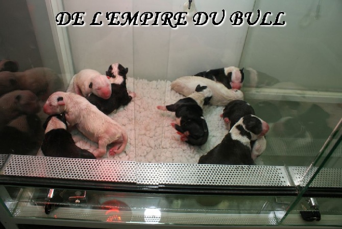 de l'Empire du Bull - LES BEBES SONT LA !!!!!