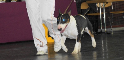 de l'Empire du Bull - SPECIAL TERRIER A LUXEMBOURG