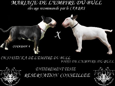 de l'Empire du Bull - saillie effectué 