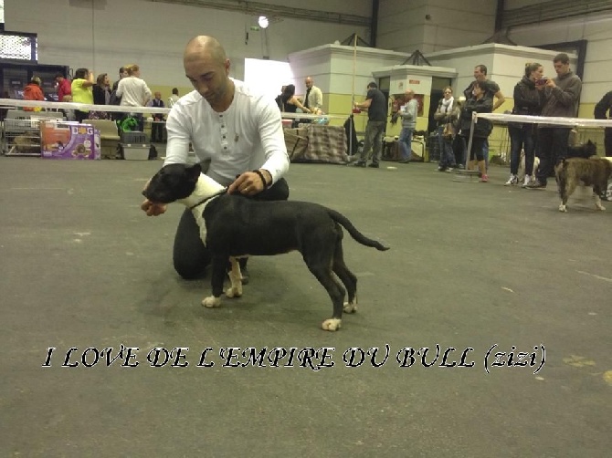 de l'Empire du Bull - I LOVE DE L'EMPIRE DU BULL MEILLEUR PUPPY 