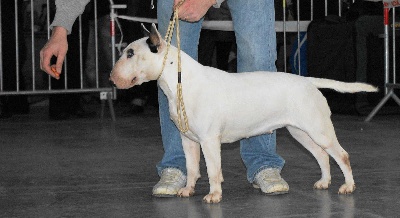 de l'Empire du Bull - EXPO LUXEMBOURG