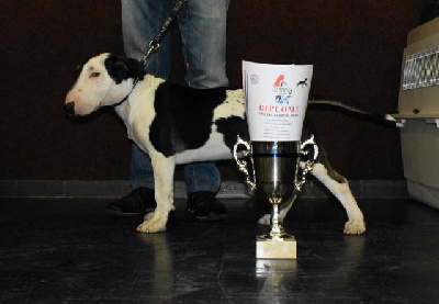 de l'Empire du Bull - SPECIAL TERRIER LUXEMBOURG