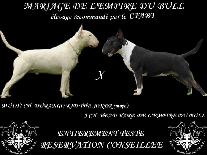 de l'Empire du Bull - UN NOUVEAU MARIAGE DANS QUELQUES JOURS 