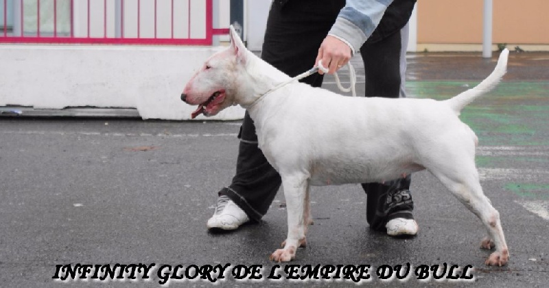 Infinty glory de l'Empire du Bull