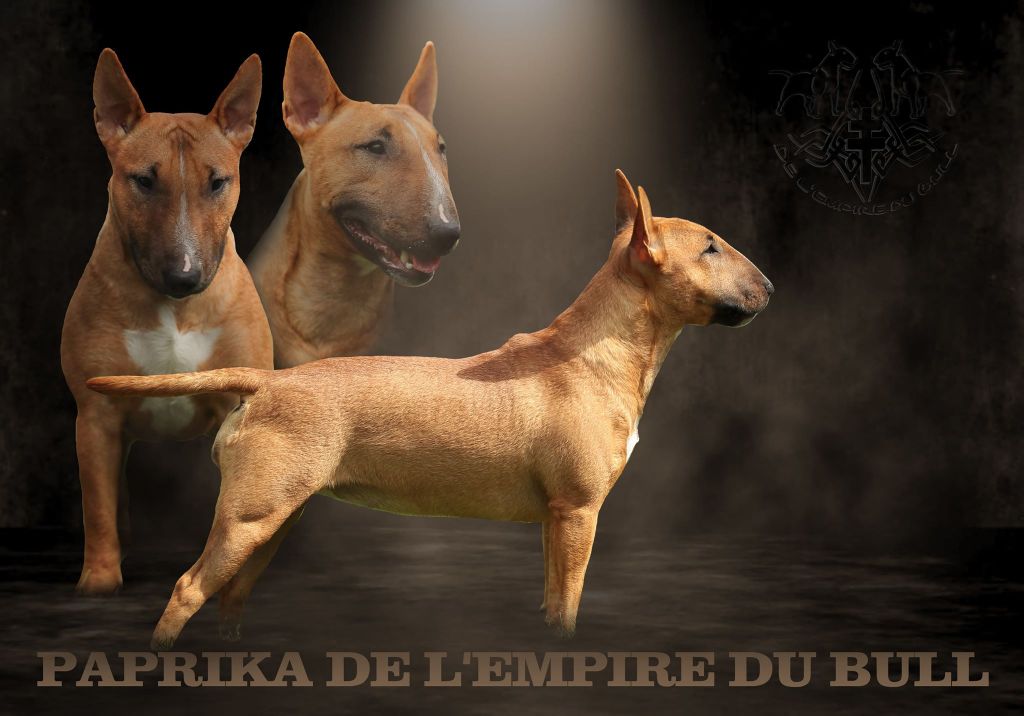 Paprika de l'Empire du Bull