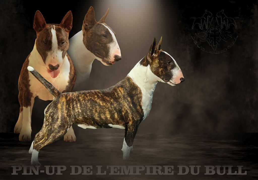 CH. Pin-up de l'Empire du Bull
