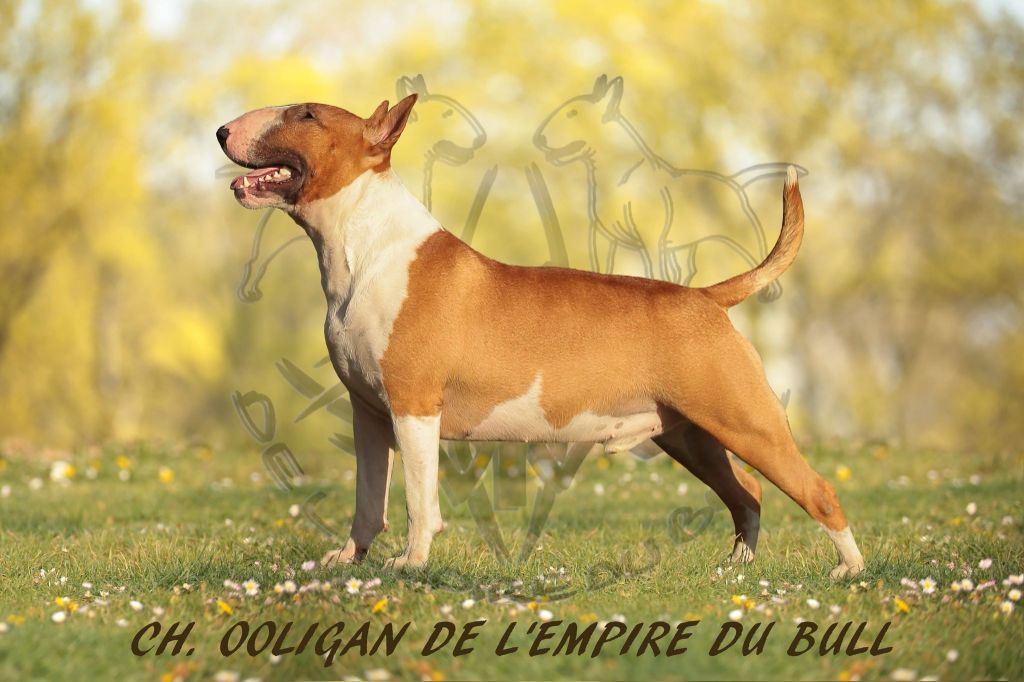 CH. Ooligan de l'Empire du Bull