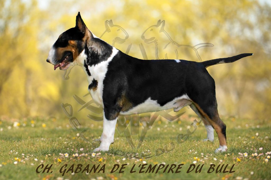 CH. Gabana de l'Empire du Bull