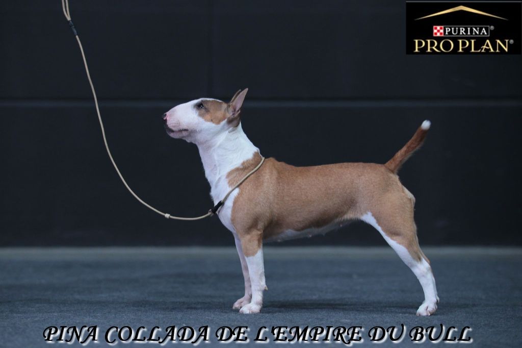 Ch.pina collada de l'Empire du Bull