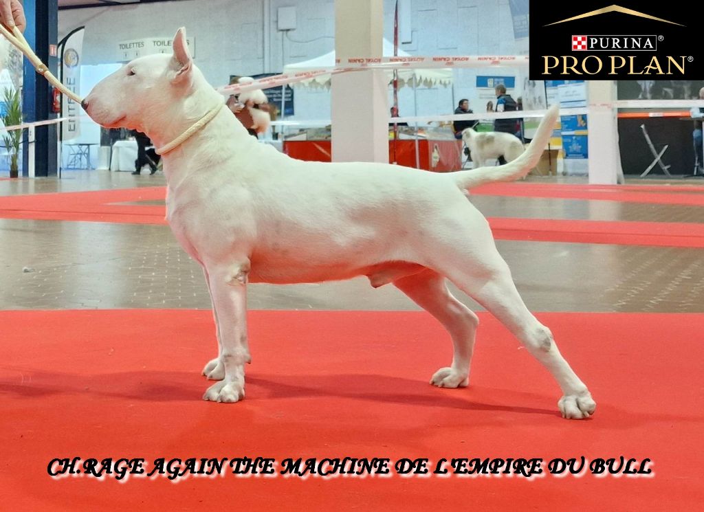 CH. Rage again the machine de l'Empire du Bull