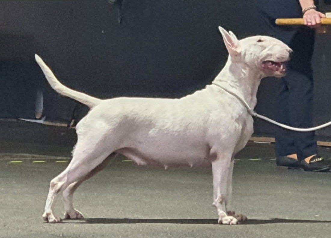 bilboen Reach for the stars