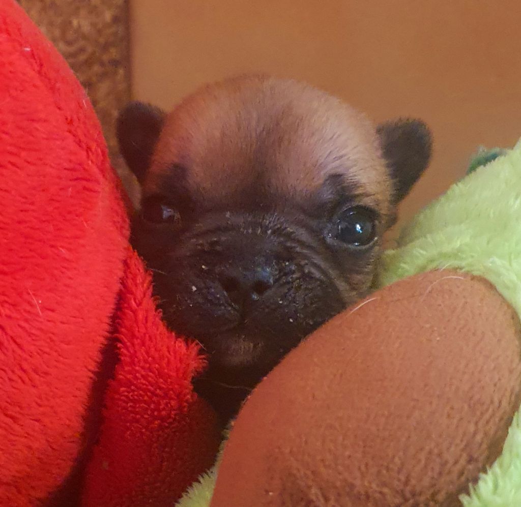 Petite femelle bouledogue français fauve A RÉSERVÉ 