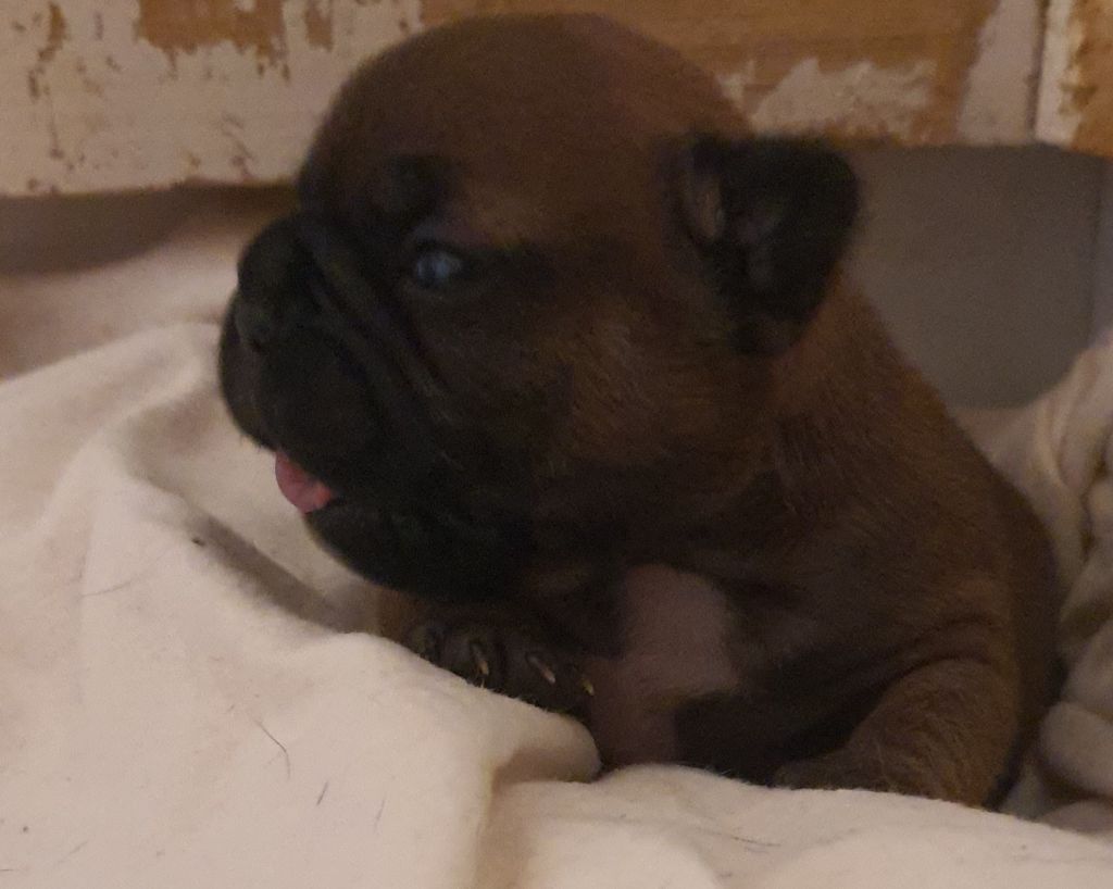 Bébé bouledogue français A RESERVE.
