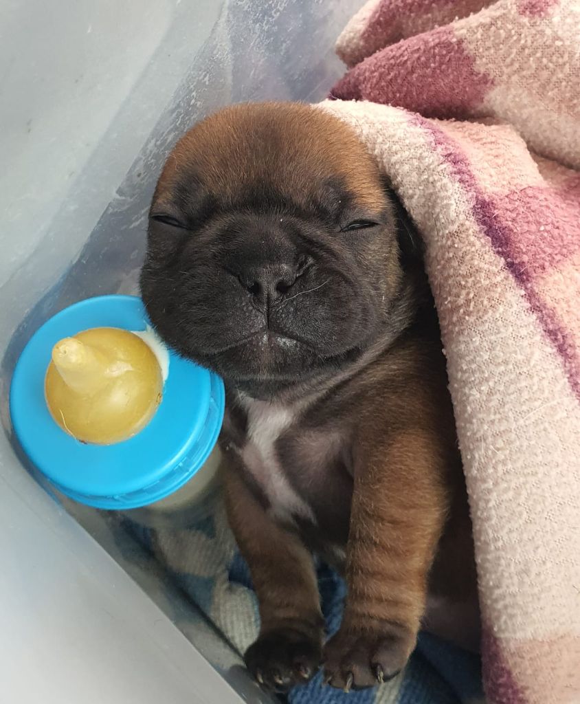 de l'Empire du Bull - Bouledogue français - Portée née le 28/10/2025