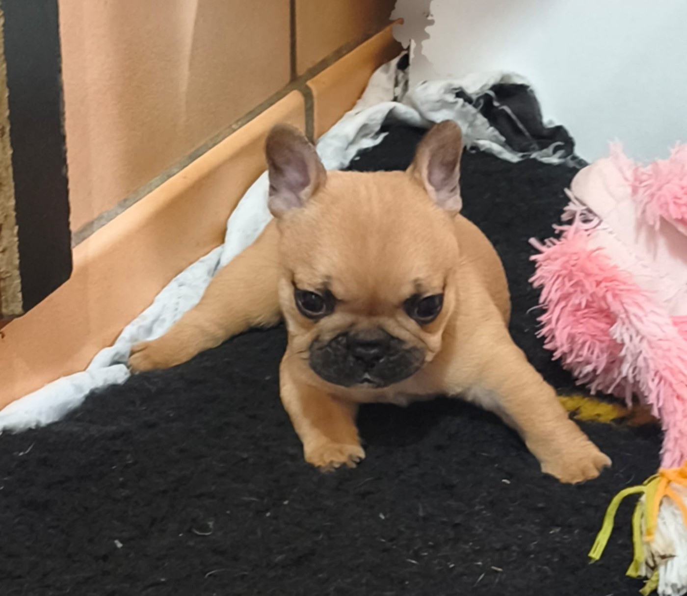 de l'Empire du Bull - Chiots disponibles - Bouledogue français
