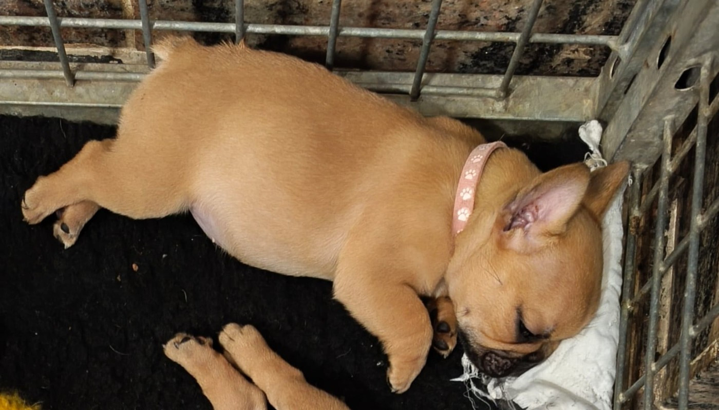 de l'Empire du Bull - Chiots disponibles - Bouledogue français
