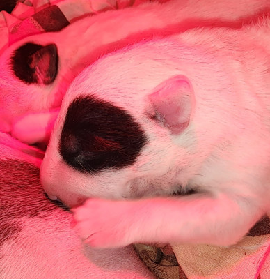 BORN TO WIN DE L'EMPIRE DU BULL