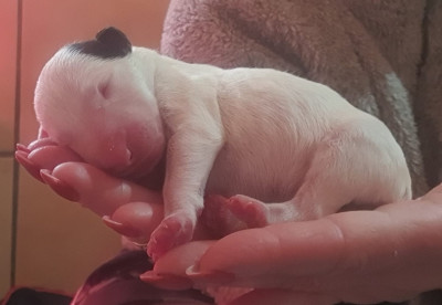 BE WIN DE L'EMPIRE DU BULL